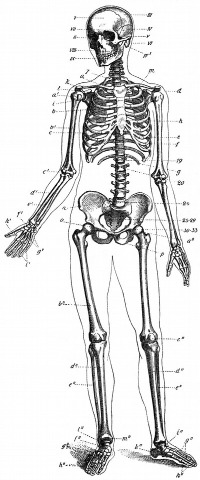 skelettet